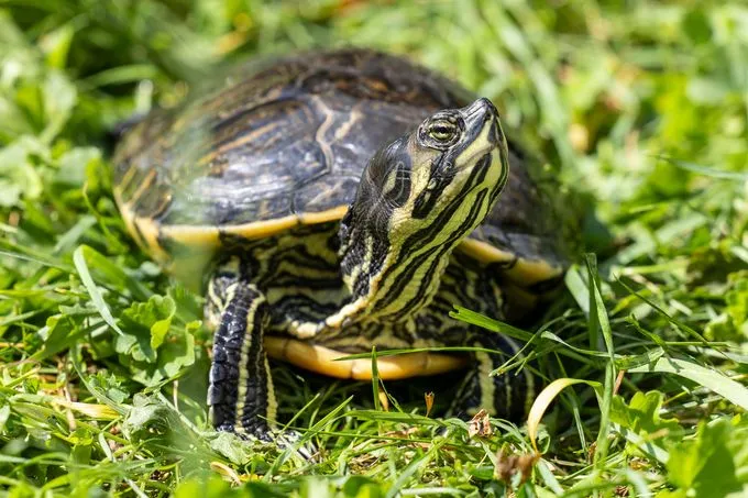 Schmuckschildkröte - Wasserschildkröte zur Adoption