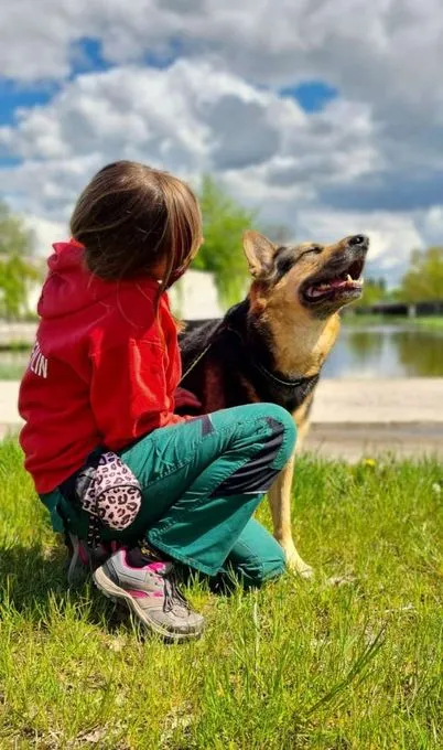 Hund aus Tierheim, Chiko | Schäferhund Husky Mix Männlich