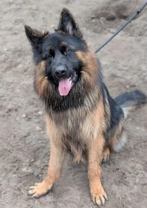 Herr Schröder - Altdeutscher Schäferhund zur Adoption