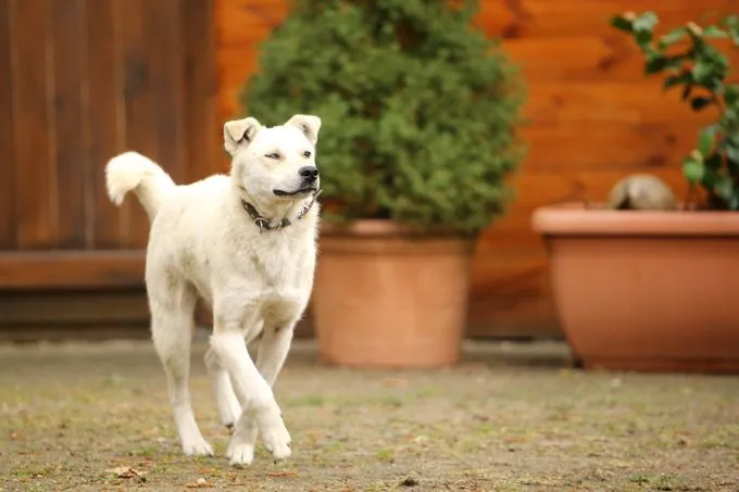 Dog from shelter, Tommy | Weiß Mischling Male