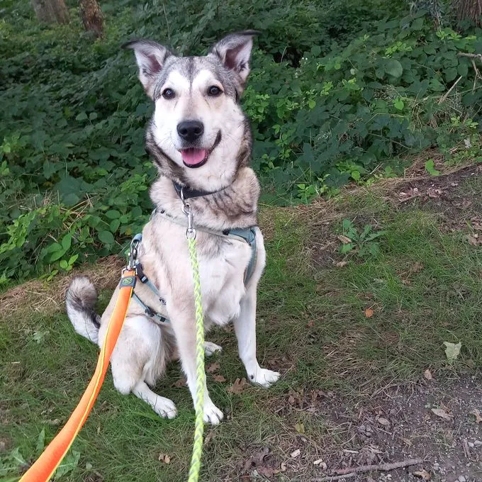 Dog from shelter, Skyla | Grau Weiß Husky Mix Female