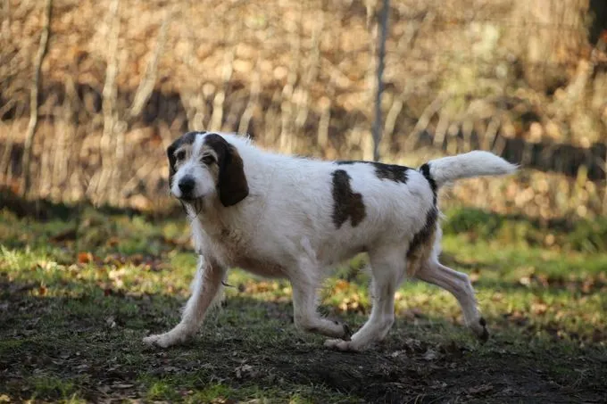 Dog from shelter, Lanceur | Griffon Basset Mix Male