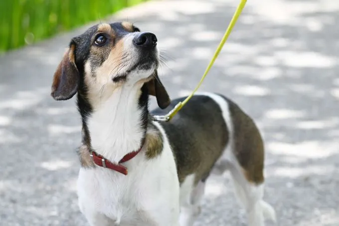 Hund aus Tierheim, Eisbär | Dackel Mix Weiblich