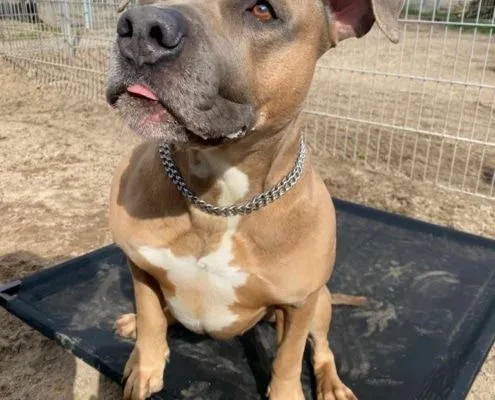 Dog from shelter, Shadow | Staffordshire Mix Male