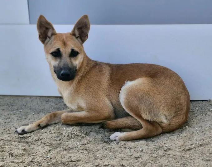 Elli - mischling zur Adoption