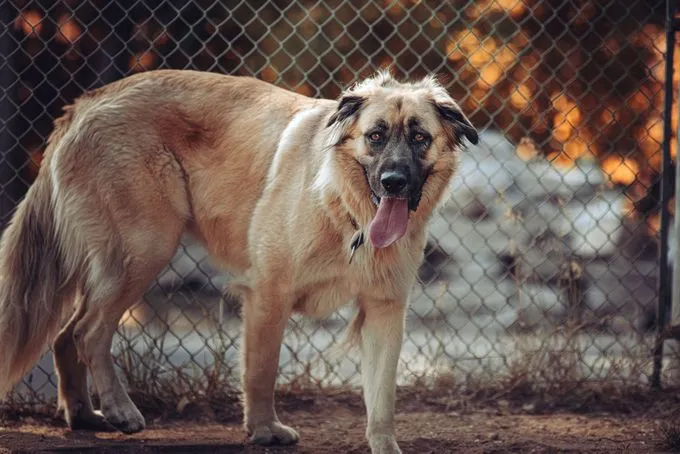 Hund aus Tierheim, Mira | Blond Kangal Mix Weiblich