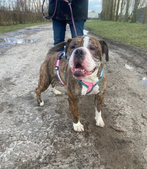 Dog from shelter, Amy | Olde English Bulldog Female