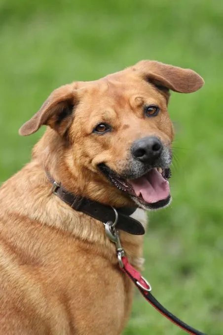 Dog from shelter, Klaus | Schäferhund Mix Male