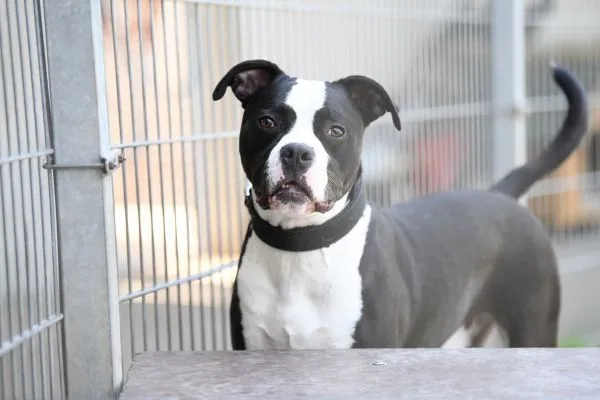 Hund aus Tierheim, Mads | Staffordshire Bulldog Mix Männlich