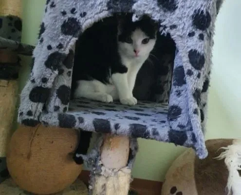 Katze aus Tierheim, Sid Peaches Ellie | Männlich