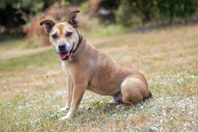 Cherry - english-bulldog zur Adoption