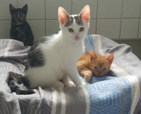 Cat from shelter, Unsere Gummibärenbande | Female