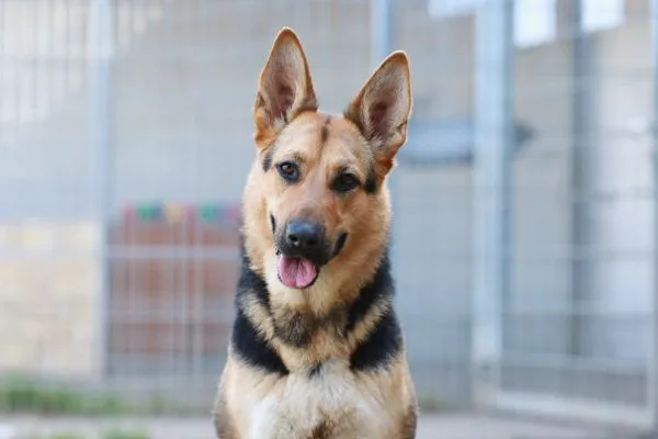 Dog from shelter, Claire | Schäferhund Mix Female