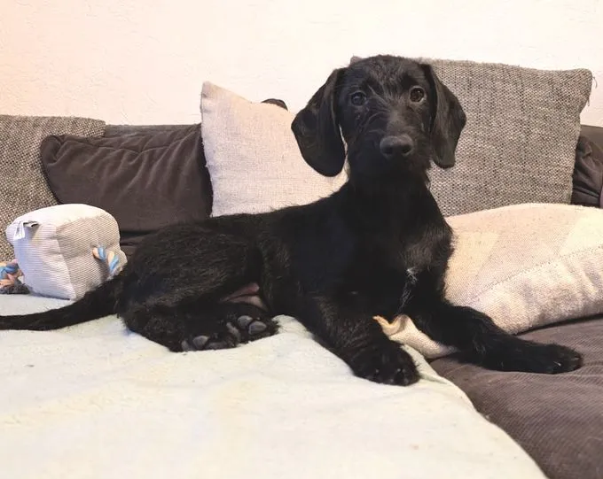 Deby - Dackel-Mix zur Adoption