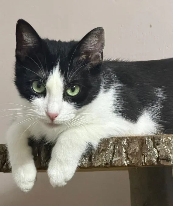 Fela - ekh zur Adoption