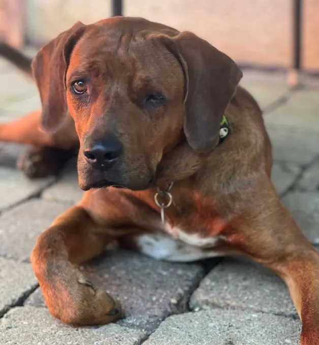 Manouka - Mischling zur Adoption