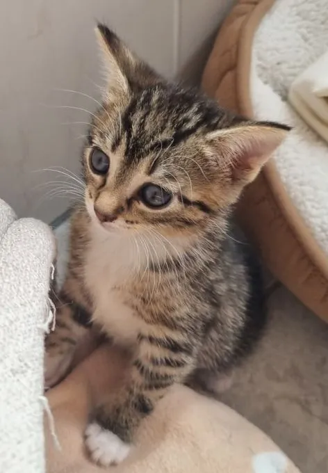 Ember - ekh zur Adoption
