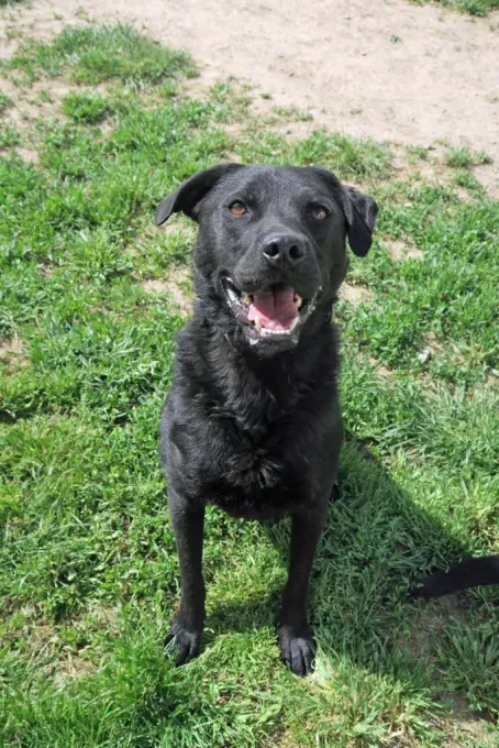 Noel - Mischling zur Adoption