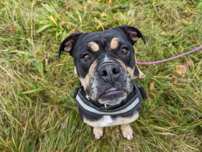 Dog from shelter, Bonny | Old English Bulldog Female