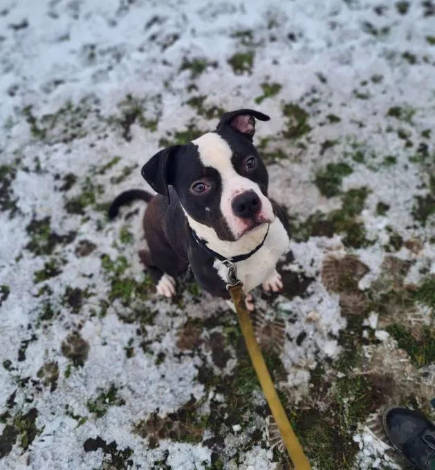 Hund aus Tierheim, Mads | Staffordshire Bulldog Mix Männlich