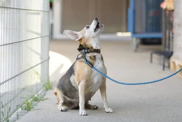 Hund aus Tierheim, Lilly Luna | Terrier Mix Amp Beagle Weiblich