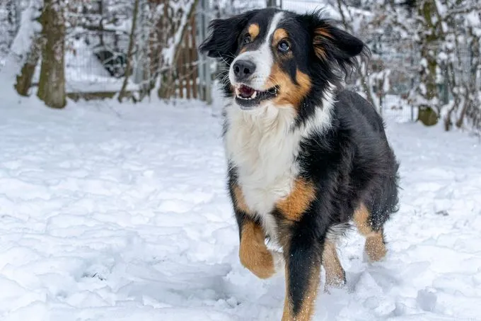Dog from shelter, Willi | Schwarz Braun Weiß Mischling Male