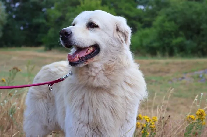 Sarti - herdenschutzhund zur Adoption