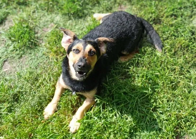Winnie - mischling zur Adoption