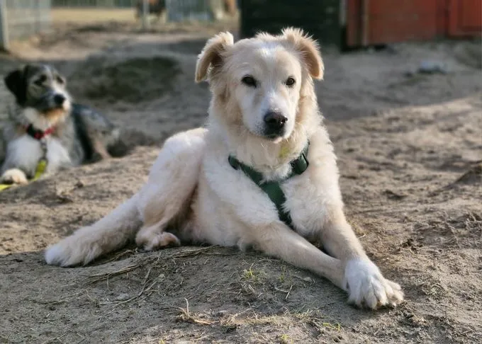 Knox - golden-retriever zur Adoption
