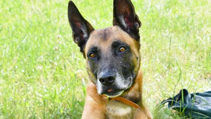 Sonic - Hund zur Adoption