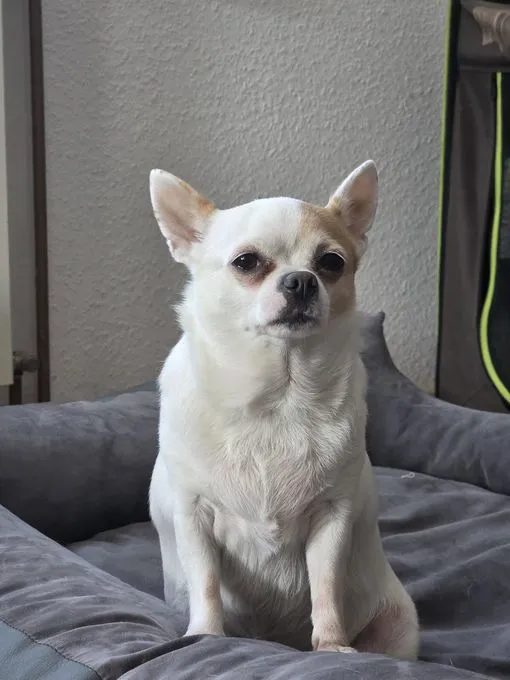 Marie - Chihuahua zur Adoption