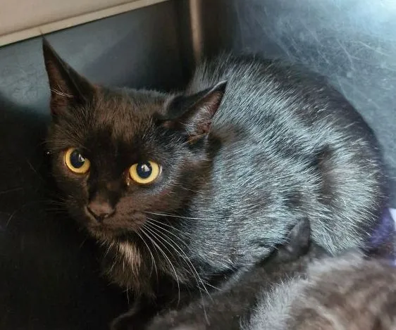 Cat from shelter, Baghira | Schwarz Ekh Female