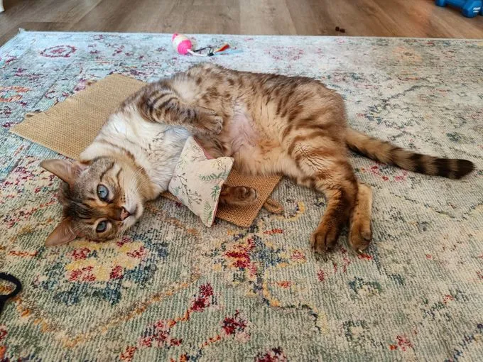 Cat from shelter, Kimba | Hellbraun Bengal Male