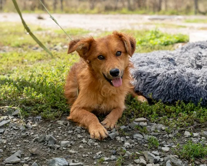 Askjo - mischling zur Adoption