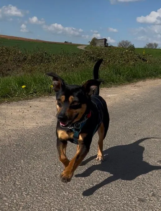Bruno - zwergpinscher zur Adoption