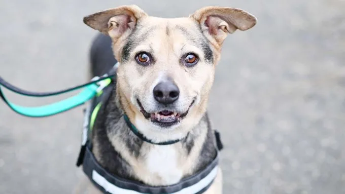 Hund aus Tierheim, Elsa | Schäferhund Mix Weiblich