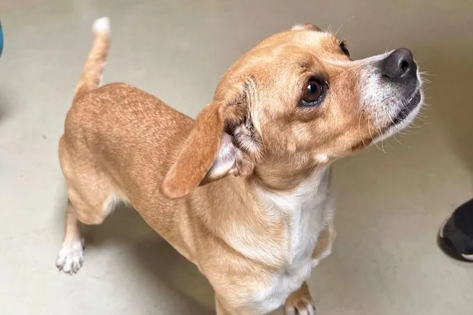 Dog from shelter, Wendy | Beagle Mops Mix Female