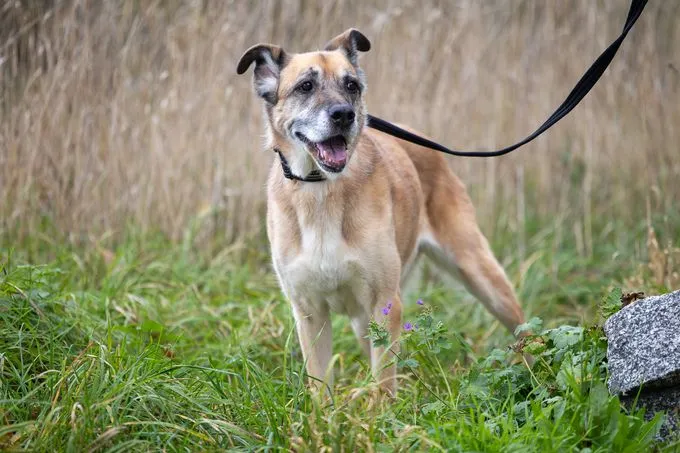 Mabel - Mischling zur Adoption