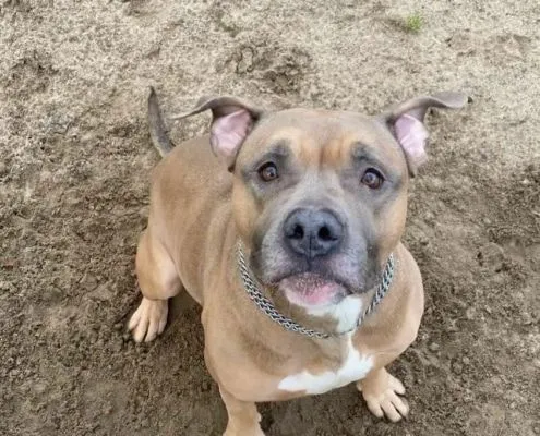 Dog from shelter, Shadow | Staffordshire Mix Male