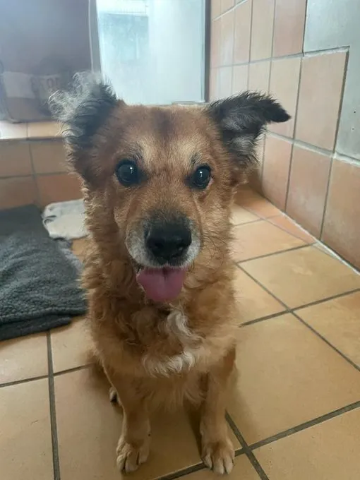Hund aus Tierheim, Luka | Corgi Mix Männlich
