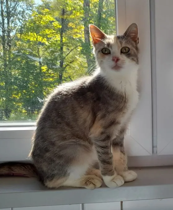 Aurelia - ekh zur Adoption