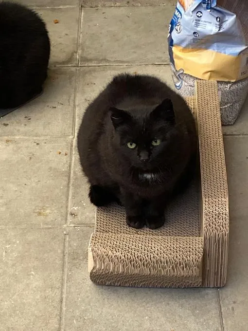 Katze aus Tierheim, Mohrle Leopold Und Mr Josi | Schwarz Europäische Hauskatzen Männlich