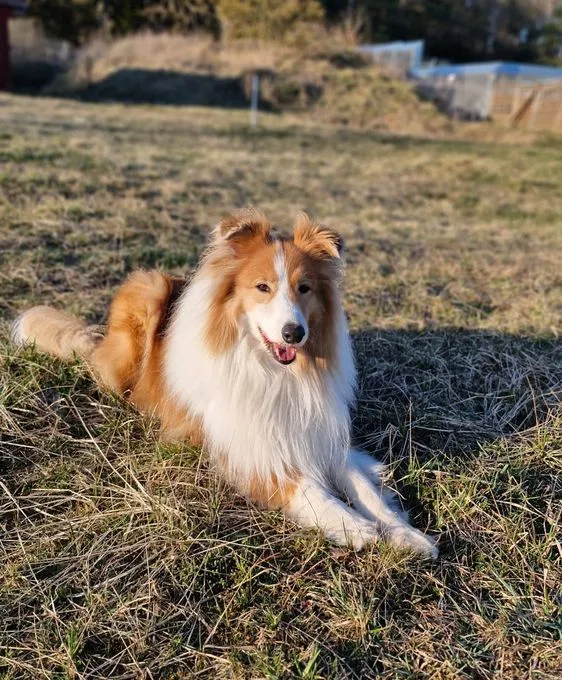 Marley - collie-mix zur Adoption