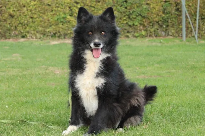 Yuki - Mischling  zur Adoption