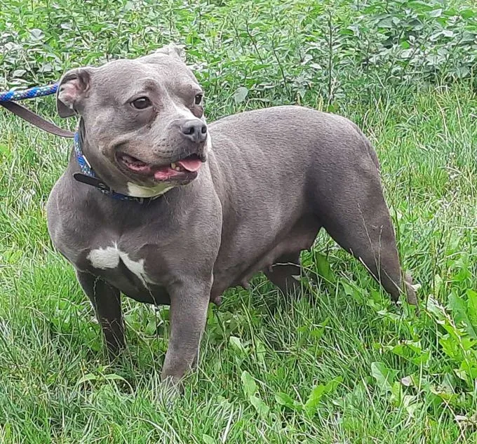 Hund aus Tierheim, Olivia | Staffordshire Bullterrier Weiblich