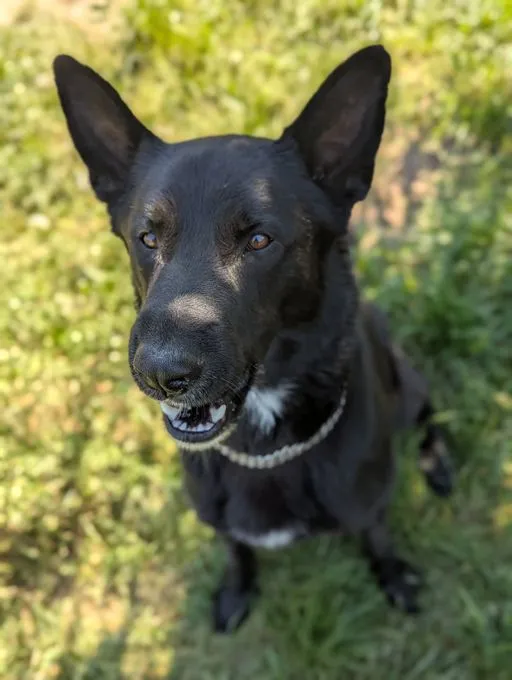 Wotan - Schäferhund zur Adoption