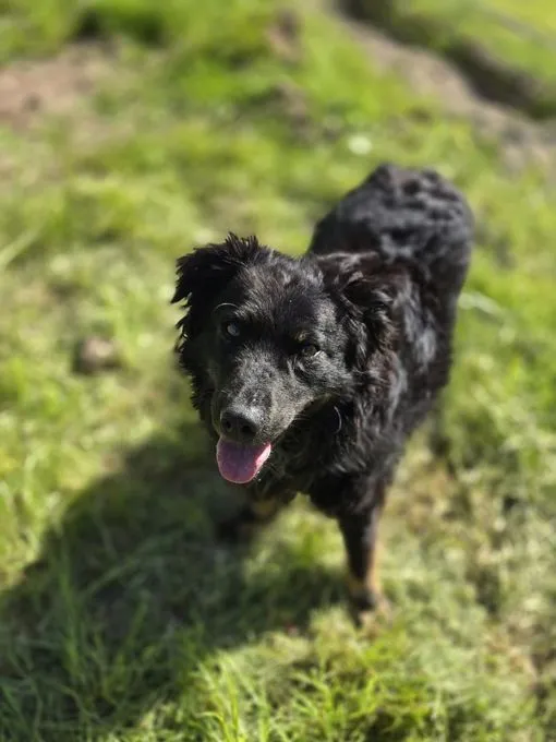 Dog from shelter, Ängstlicher Loki Sucht Pflegestelle Oder Zuhause | Schwarz Mischling Male
