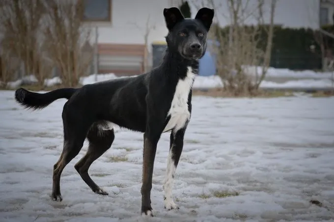 Mogli - Mischling zur Adoption