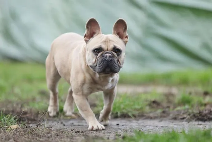Dog from shelter, Cody | Französische Bulldoge Male