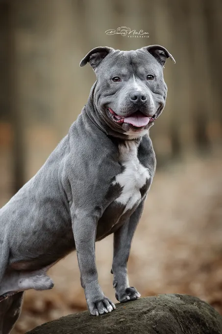 Leon - staffordshire-terrier zur Adoption